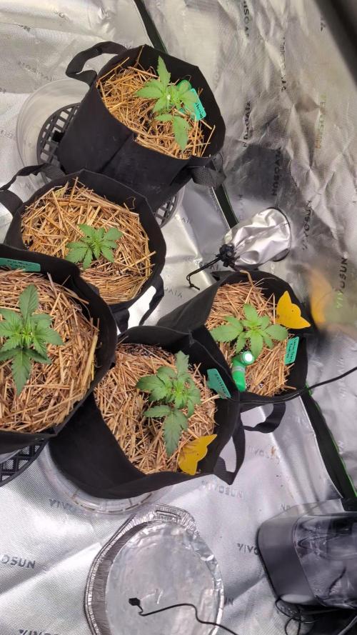 Ztrawberriez Kosher Cake FB