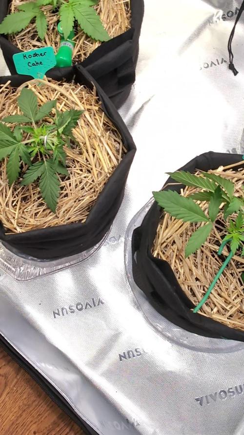 Ztrawberriez Kosher Cake FB