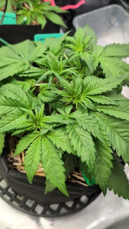 Zkittlez 