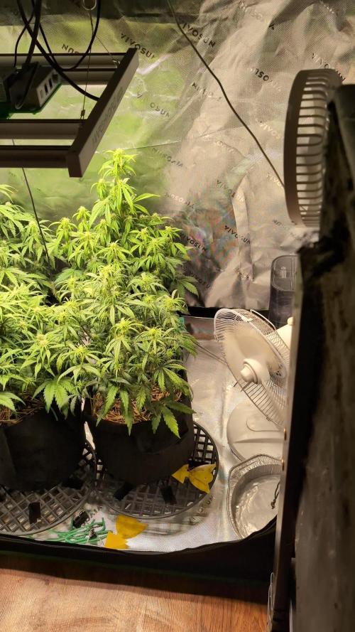 Zkittlez 