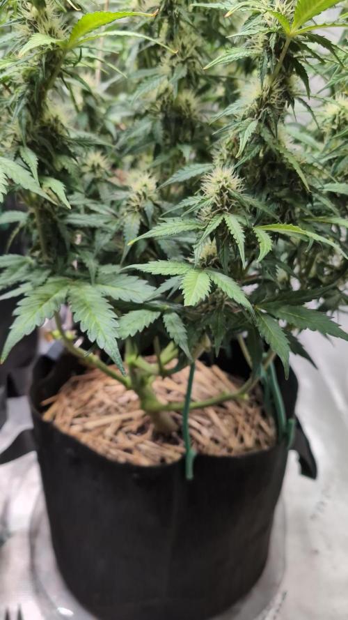Zkittlez 