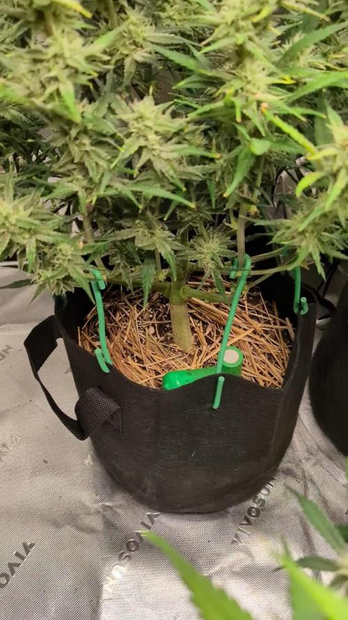 Ztrawberriez Kosher Cake FB