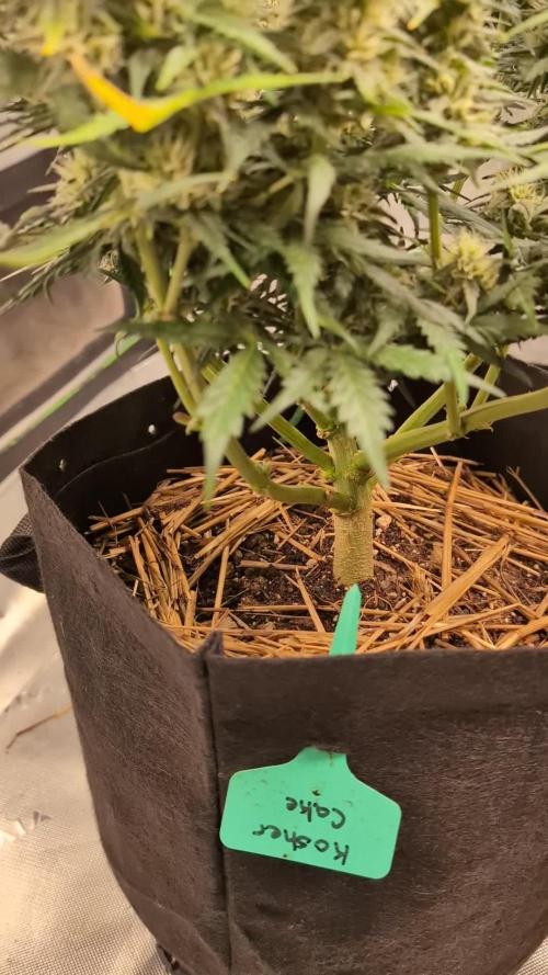 Ztrawberriez Kosher Cake FB