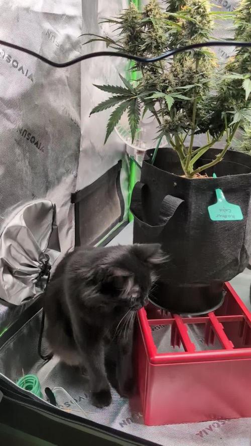 Zkittlez 
