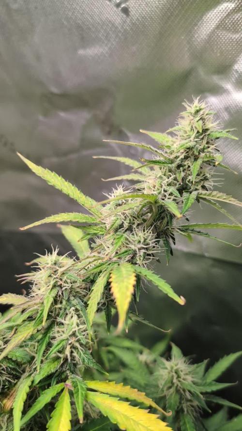 Zkittlez 