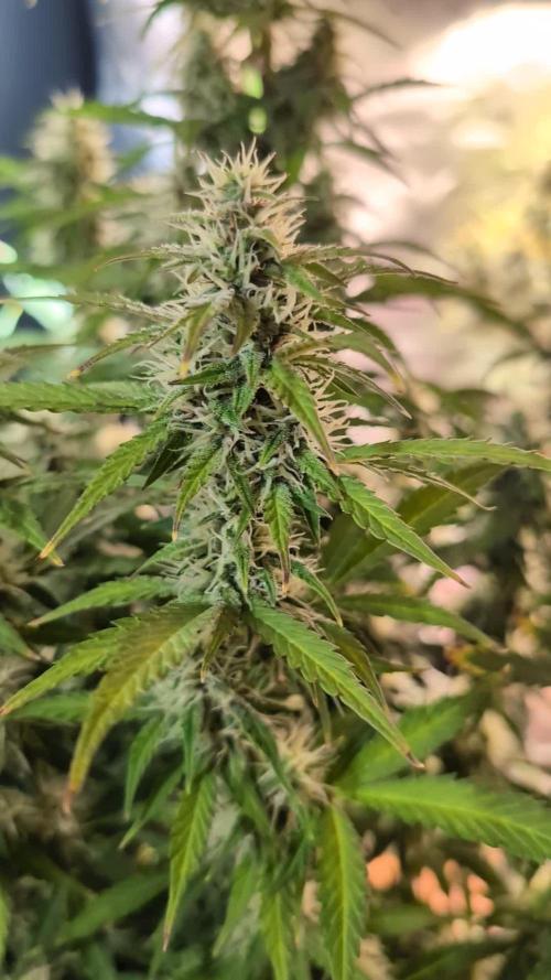 Zkittlez 