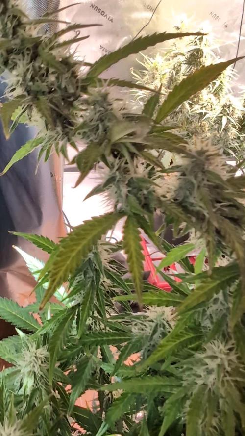 Zkittlez 
