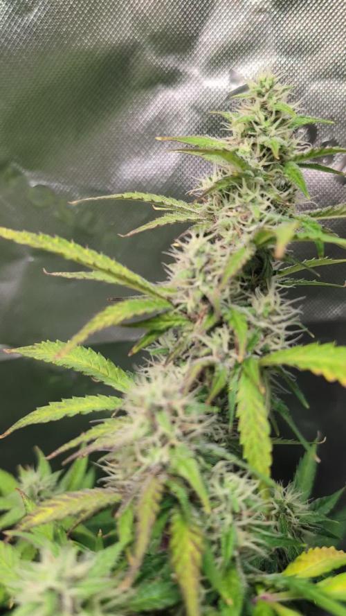 Zkittlez 