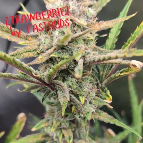 Ztrawberriez Kosher Cake FB