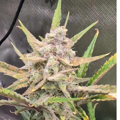 Ztrawberriez Kosher Cake FB