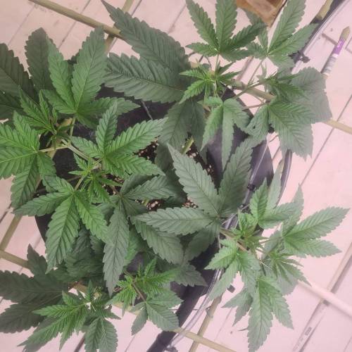 ROUGE OG KUSH & TAHOE OG KUSH. Week 5 - Rouge og from green point. 