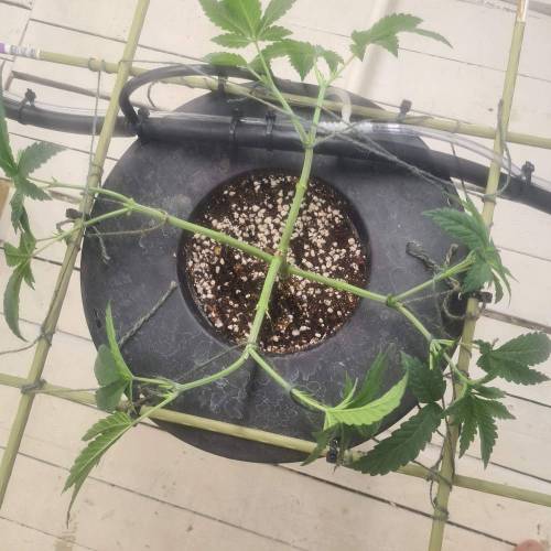 ROUGE OG KUSH & TAHOE OG KUSH. Week 5 - After 3rd round of HST ROG