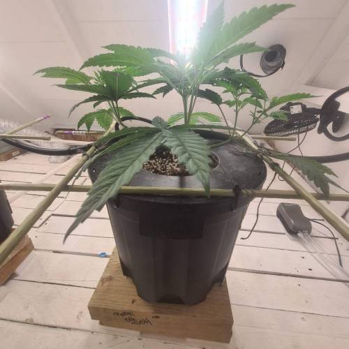 ROUGE OG KUSH & TAHOE OG KUSH. Week 5 - Rouge Og ( note germination date)