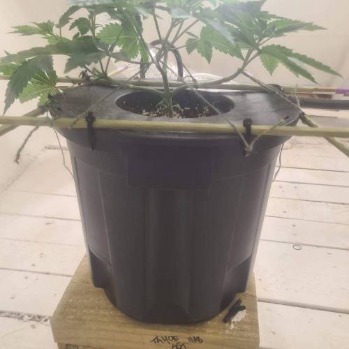 ROUGE OG KUSH & TAHOE OG KUSH. Week 5 - Tahoe OG Kush