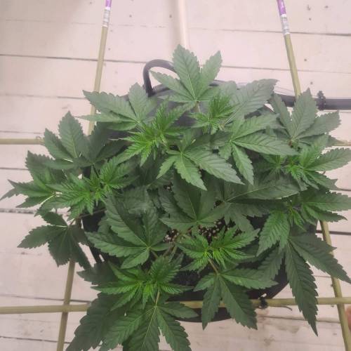 ROUGE OG KUSH & TAHOE OG KUSH. Week 5 - Tahoe og Kush 