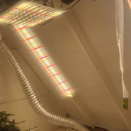 ROUGE OG KUSH & TAHOE OG KUSH. Week 5