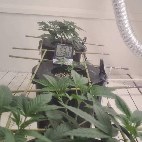 ROUGE OG KUSH & TAHOE OG KUSH. Week 5