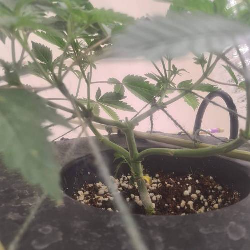 ROUGE OG KUSH & TAHOE OG KUSH. Week 6