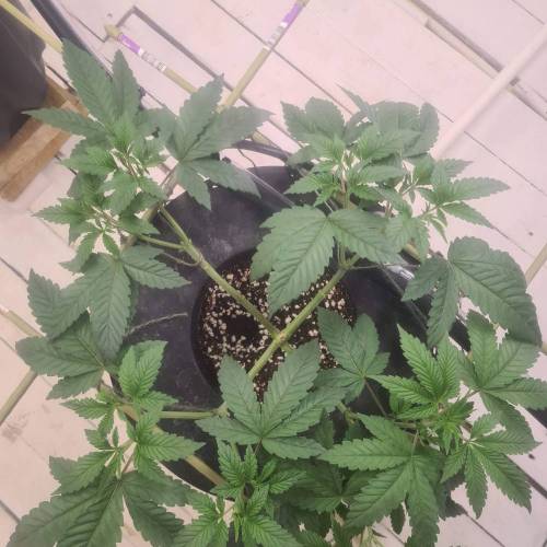 ROUGE OG KUSH & TAHOE OG KUSH. Week 6