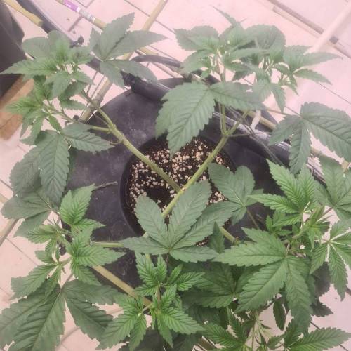 ROUGE OG KUSH & TAHOE OG KUSH. Week 6