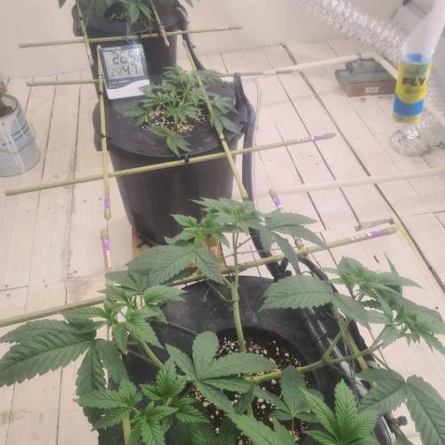 ROUGE OG KUSH & TAHOE OG KUSH. Week 6