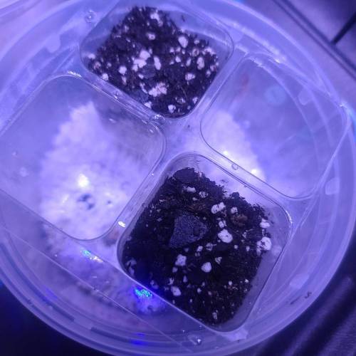 Animal Cookies PC 1. Week 0