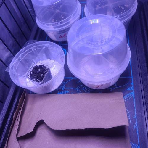 Animal Cookies PC 1. Week 0