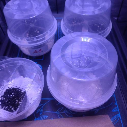 Animal Cookies PC 1. Week 0