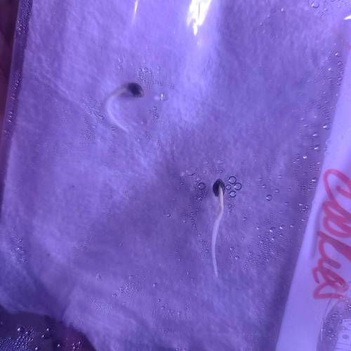 Animal Cookies PC 1. Week 0