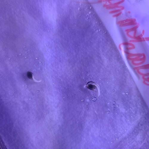 Animal Cookies PC 1. Week 0