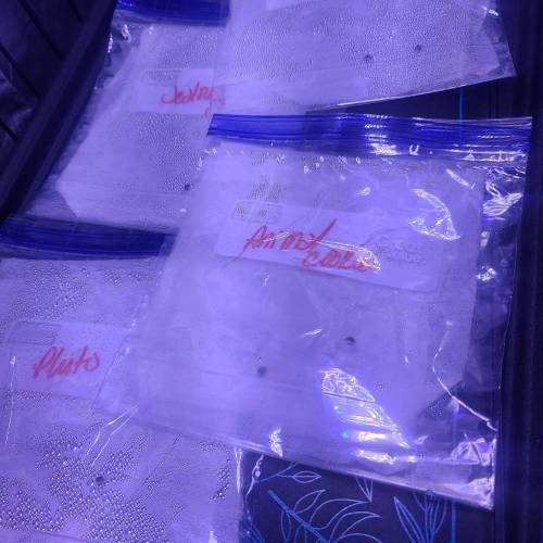 Animal Cookies PC 1. Week 0