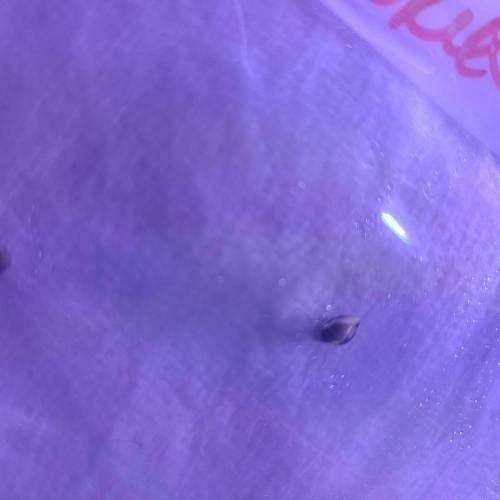 Animal Cookies PC 1. Week 0