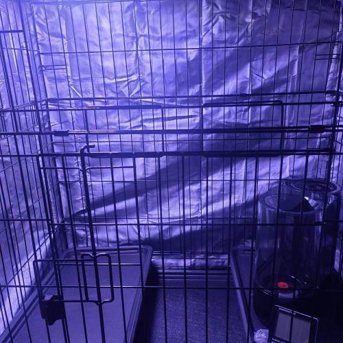 Animal Cookies PC 1. Week 0