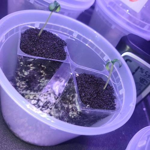 Animal Cookies PC 1. Week 1