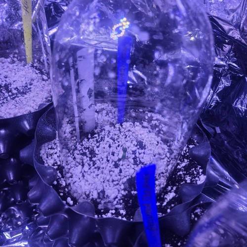 Animal Cookies PC 1. Week 1