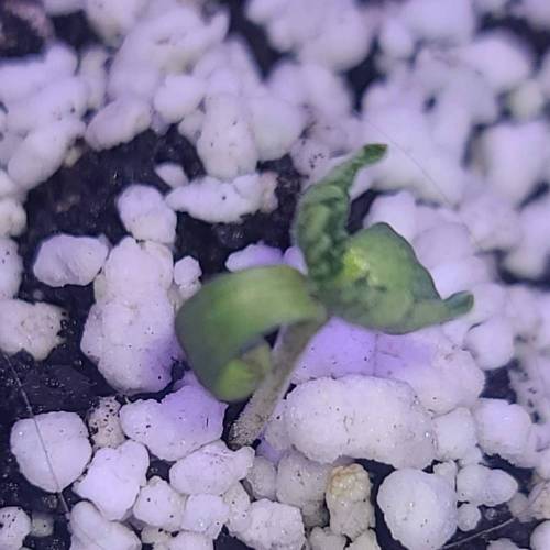 Animal Cookies PC 1. Week 1