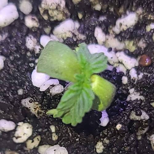 Animal Cookies PC 1. Week 1