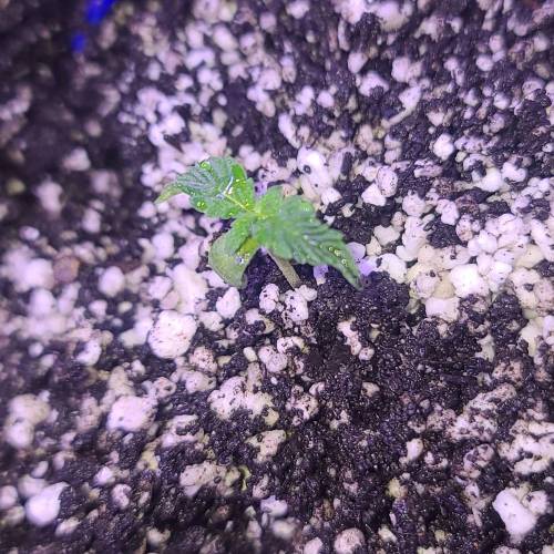 Animal Cookies PC 1. Week 1