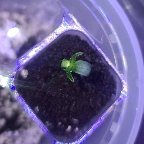 Animal Cookies PC 1. Week 1