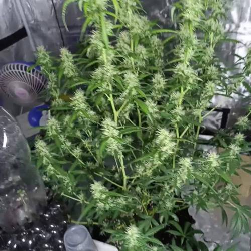 Mac1 Auto - Growers Choice in Acidic Soil