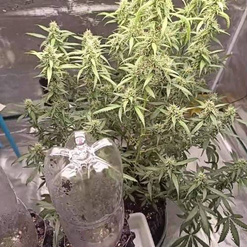 Mac1 Auto - Growers Choice in Acidic Soil