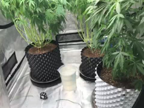 Alien Moonrocks -2nd Run