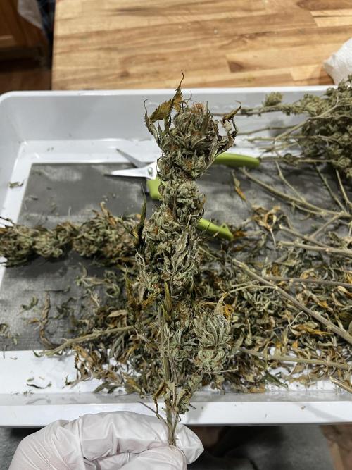 MY FIRST MAINLINE. Week 12