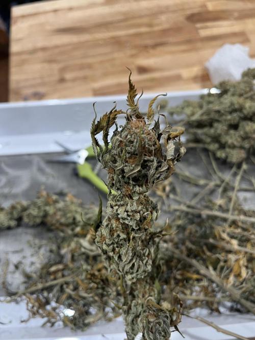 MY FIRST MAINLINE. Week 12