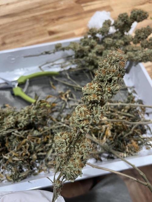 MY FIRST MAINLINE. Week 12