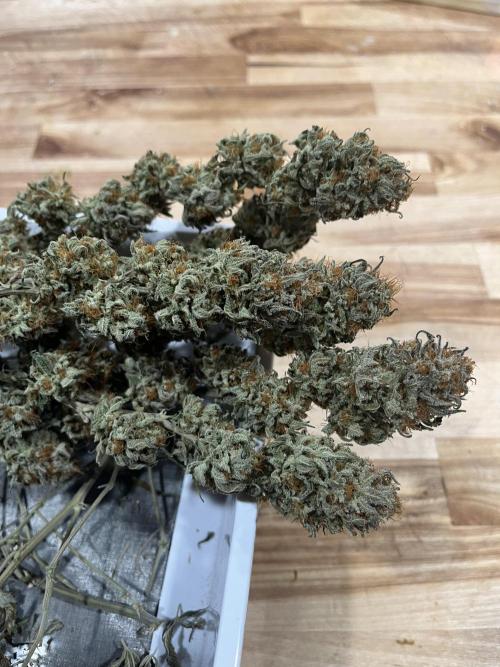 MY FIRST MAINLINE. Week 12