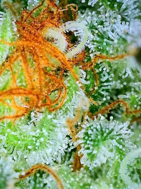 MY FIRST MAINLINE. Week 12