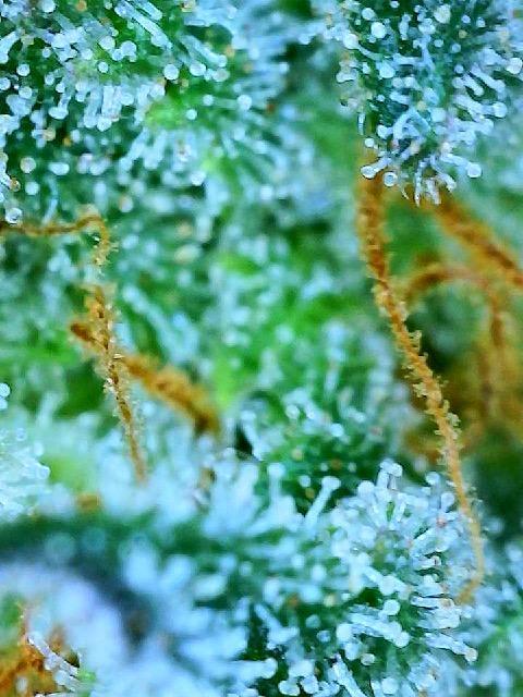 MY FIRST MAINLINE. Week 12