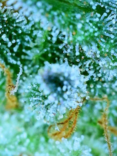 MY FIRST MAINLINE. Week 12