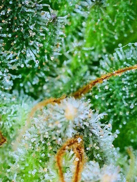 MY FIRST MAINLINE. Week 12